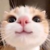 ayyuu.z7