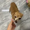 bot_h_oreo