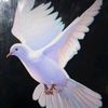 user2115421715754