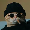 cc_cat