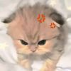 xyz_lin4upage
