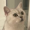 cat_tommas