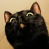blackcat_orion
