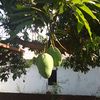 ani.suwarni748