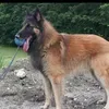 ronaldvandenbosch0