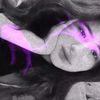 annl1z