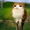 _rosshyyx._