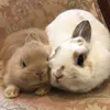 うさぎカフェミミラパン