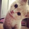 pandamay_
