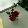 usmanullah3791