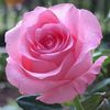 om.ali1153