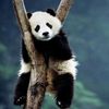 ragingpanda01
