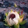 snow.lotus.vn