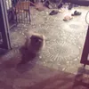 puonqnlihw