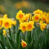 dafoodil3215