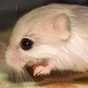 tushkanchek