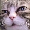 catloverlolxd