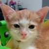 molly.kucing.kamp