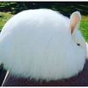 fatwhiterabbit6