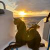 cats on a catamaran