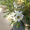 flowerblum15