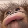 aaaaoditenaxyisuki