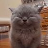 whiskershow