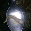deptraisokibidi