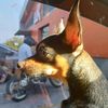 miloandpacha
