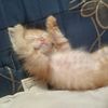 hutomo.farisky