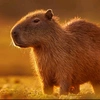 cutecapybara8