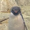 penguin_fps_