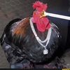 unlawfulrooster