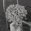hananelsyed4