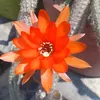 norarpjx759