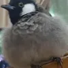.kdfe