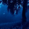 blulilxc