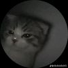 ronald13647448