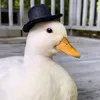 toqst_br0t