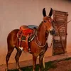 joo.victor.maciel5