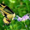 abdallah.khder