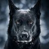 el.lobo4366