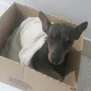 sla_mano068