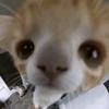 gean_x.pv