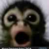 monkey_chips26