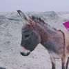 donkey.video
