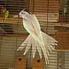 ahmad.nakhash8024