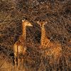 roux.groenewald4