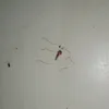 mosquito_killer696