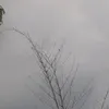 thuaconbomoisoiday